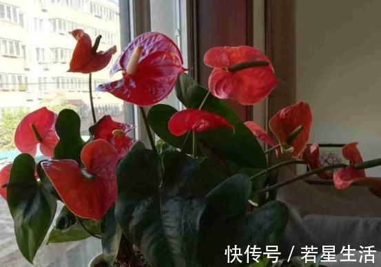 养花不会浇水，教你3个判断方法，养啥花都适用，再也不怕浇错水
