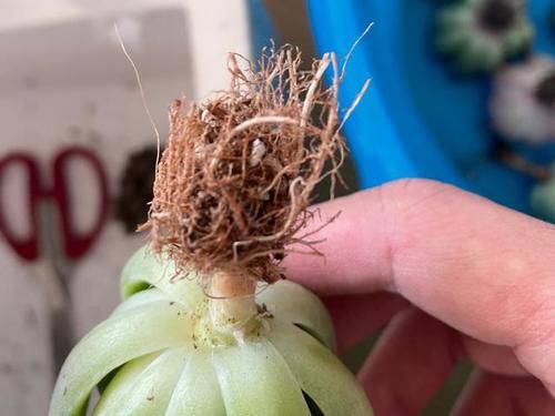 网购的多肉上盆之前用不用修根？没有统一的答案，需要区别对待