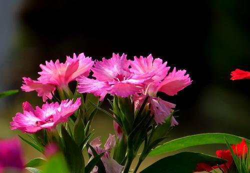蓝雪花|喜欢养花,推荐你种这4款,耐寒又耐热,夏天开出一片花海