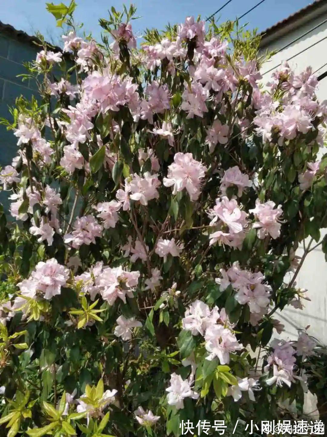 叶片|10种花特怕晒,越晒越黄叶,搬阴凉地儿才能活!