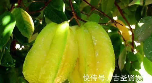 长寿老人|长寿老人爱吃3种食物,补血益气、消除疲劳,好吃又健康!