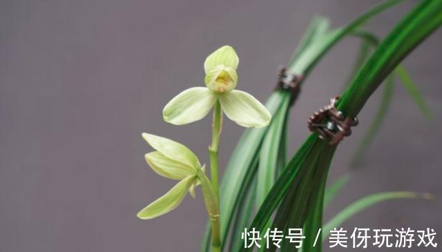 兰花瓣型详细解说，快来瞧瞧您养的兰花是什么瓣型吧