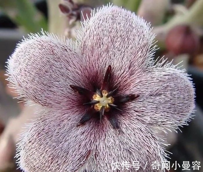 漂亮|20个难得一见的多肉植物,每一个都漂亮极了