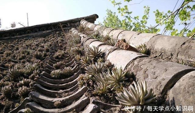 几十年的老瓦房,房顶都爱长“多肉”,看见别拔了,很难得!