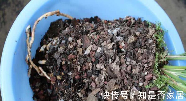 花色|养兰花红贵妃，盆栽显贵气，开花色艳浓香，易活