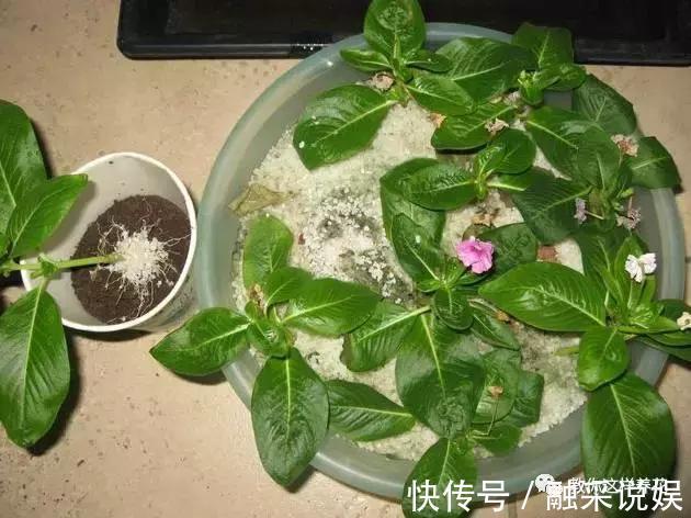 1把沙子撒盆里,土不板结根不烂,叶不黄小飞虫也没了!