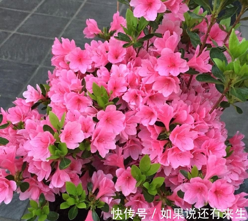 想养好杜鹃,配好土,养好根是关键,别再问为啥掉花掉叶了