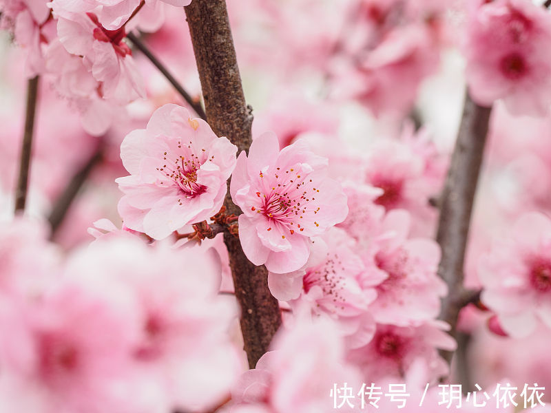 桃花灿烂|这些星座桃花灿烂，喜迎繁花满天，在灵动的春天享受浪漫爱情之舞