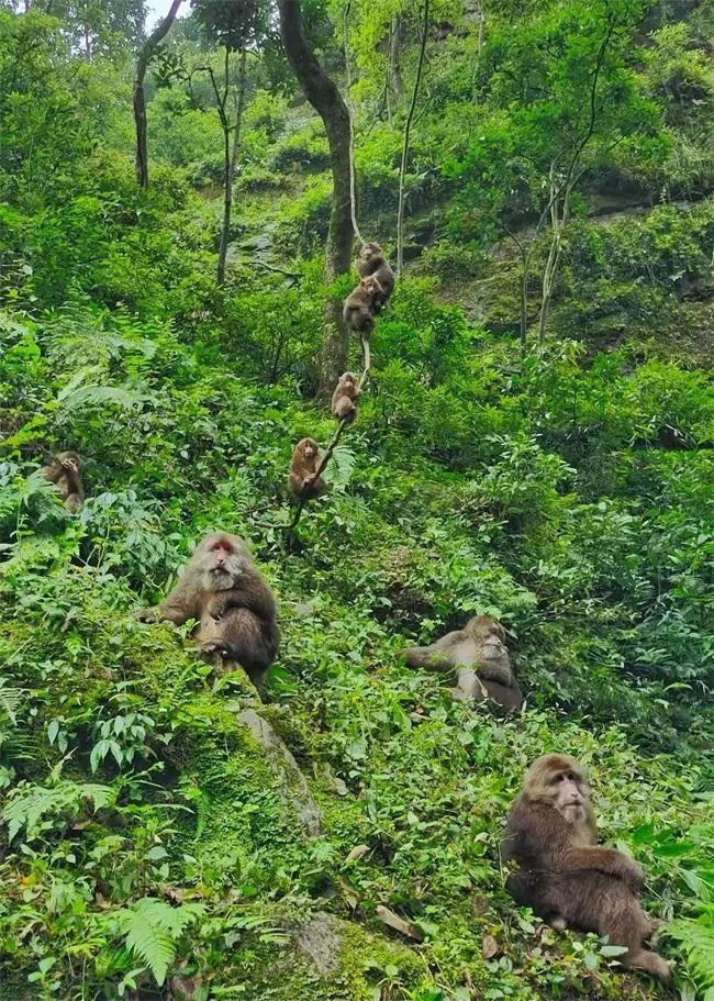 有年味有趣味 峨眉山景区喜迎八方游客