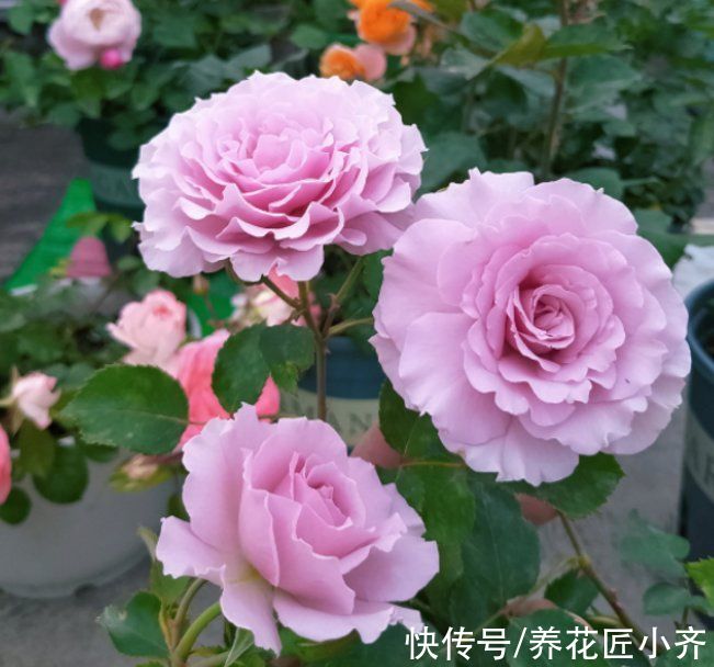 浇水|月季容易变光杆，是因为你没注意“4点”，合理改善才能叶绿花多