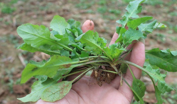 钙质|50岁后,骨质渐渐流失,吃哪些食物能预防疏松?医生列出了清单