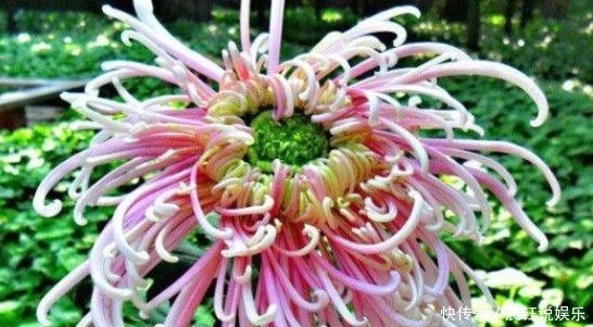 4种花号称开花劳模,花期全年,好看又好养,很值得拥有,美极了