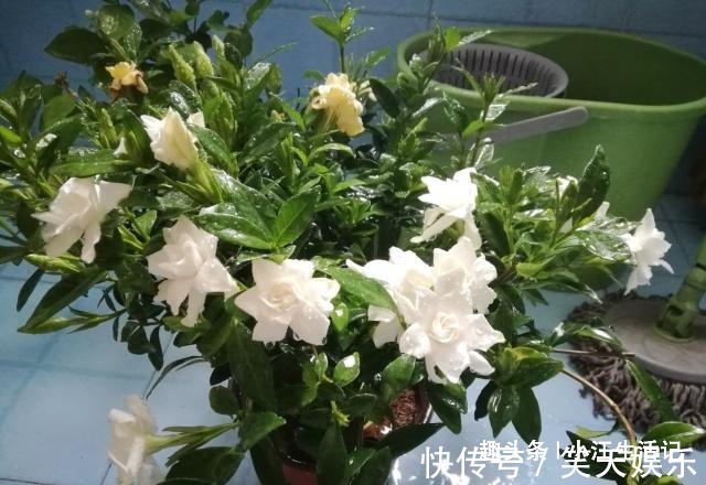 毛细根|4种花，最爱“吃醋”，半月吃一次，叶子翠绿花满枝，飘香怡人