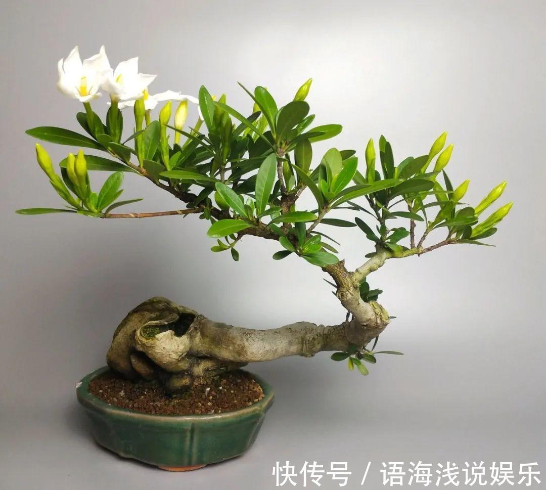 君子兰越小越值钱,养了4年,只有硬币大!