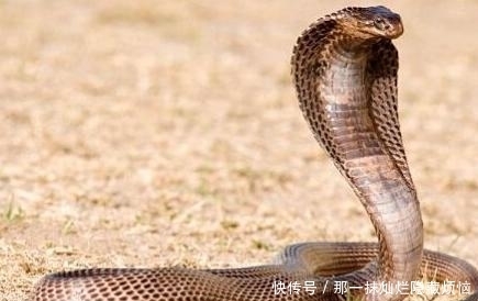蛇是胎生还是卵生动物
