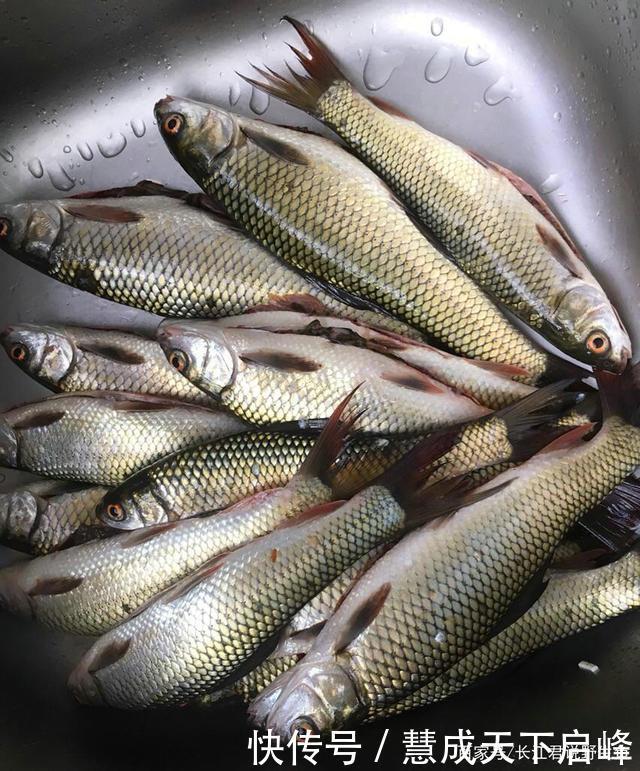 江西太冷了红眼鲮入侵江西却被成群冻晕，钓鱼人可以捞几十斤