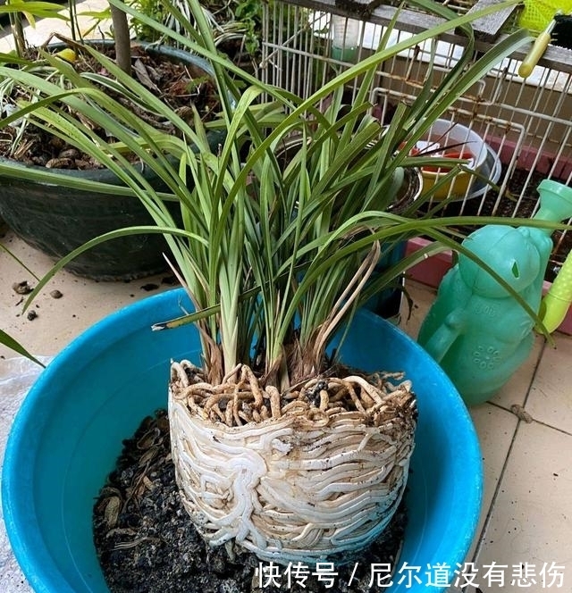 兰花瘦弱不长芽？4个细节做足，根系旺，品相好，新芽挤满盆