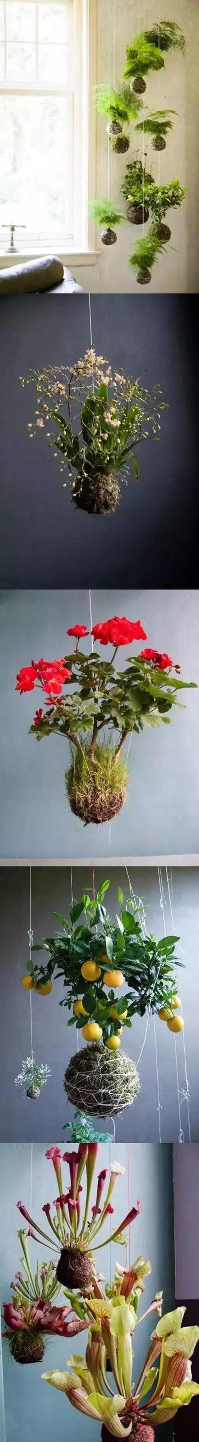 只要脑洞够，万物皆可花盆