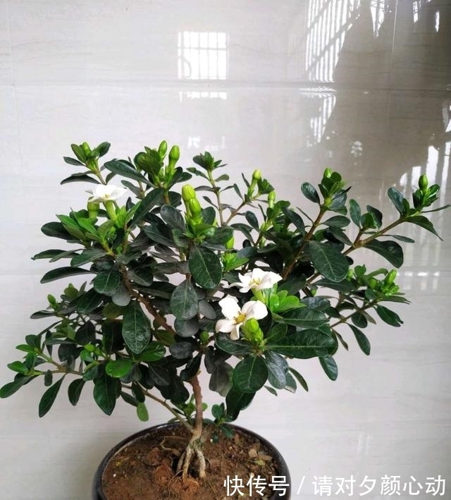 开花|最厉害的促花水,每个月给栀子茉莉喝一碗,顺利开花,香味浓