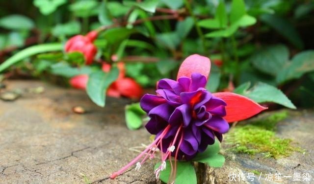 今年最流行的花朵之一倒挂金钟，开花多不占地！