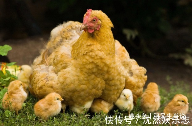 生肖鸡|“十鸡九苦”，生肖鸡以下4年出生最好命，生来贵气，福禄双全