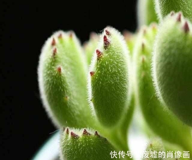 浇水|最容易养爆盆的5种多肉,一不小心就霸占了阳台!