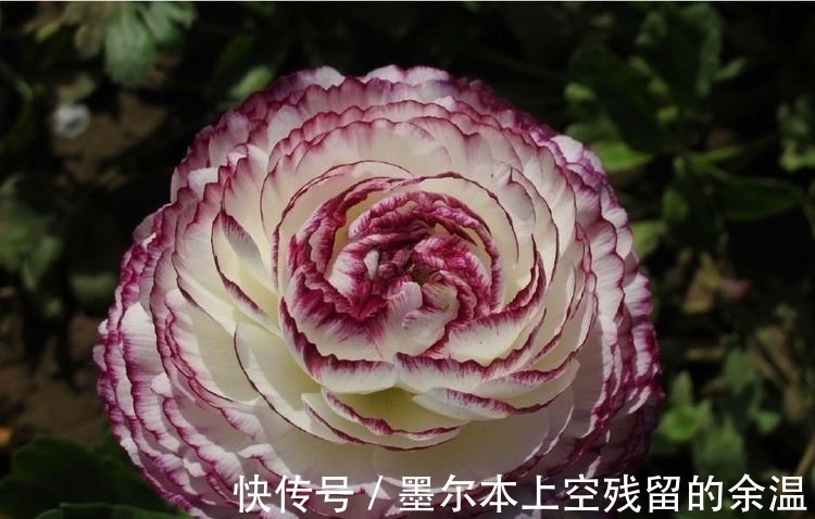 家里阳台养此款花，新手也能养爆盆，花色艳丽，花开枝繁叶茂，美