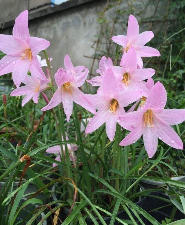 开花|让风雨兰“更勤花”,做到2步,半个月能复花,经常赏花