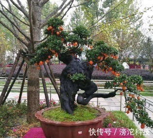 gt|什么绿萝、发财树都不如“2种树”,养人又旺财,1-2年成盆景