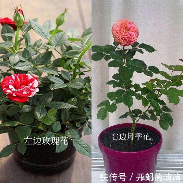 玫瑰花和月季花长得很像，如何正确区分