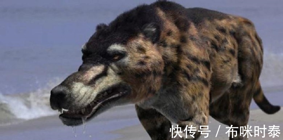 村民&已灭绝50万年的“驴头狼”,今又屡次现身神农架,这在警示什么