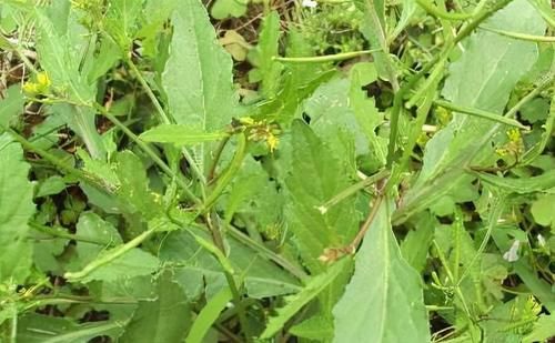 秋天|秋天人人爱美，适合吃的食物，排毒养颜，养肝减肥，促进消化吸收