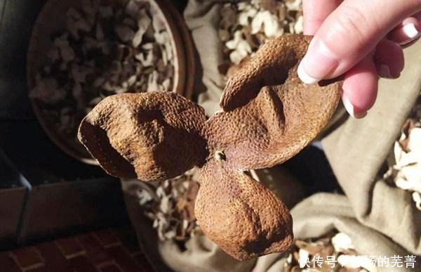 透漏|橘子皮晒干不就是陈皮,为啥1斤7000多老果农透漏其中的猫腻