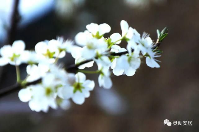 春天|安居春天最美的模样 都藏在这些花海里！