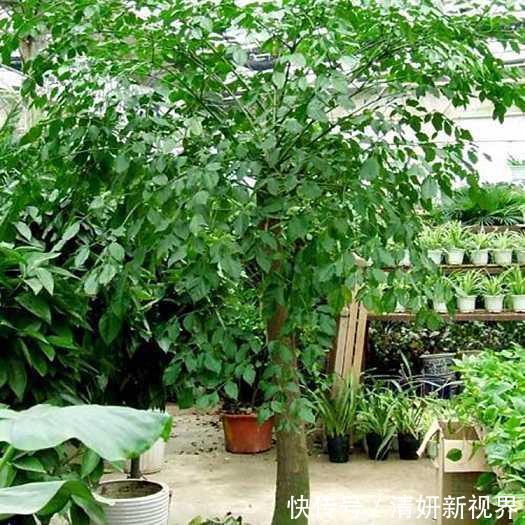 合家|盆栽幸福树,烂根“耷拉头”简单一处理,枝繁叶茂,合家幸福!