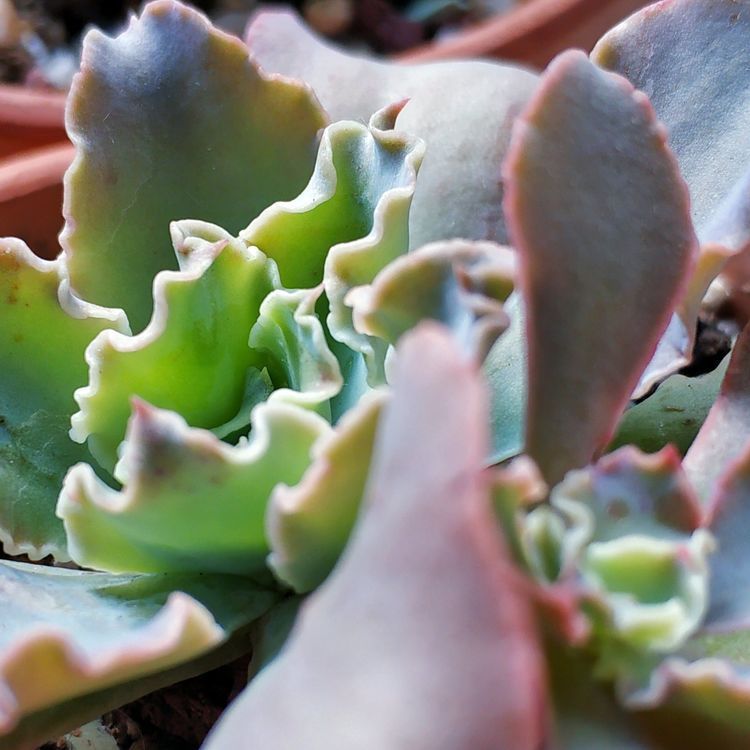 成长|与多肉一起走过的日子,见证多肉的成长过程!