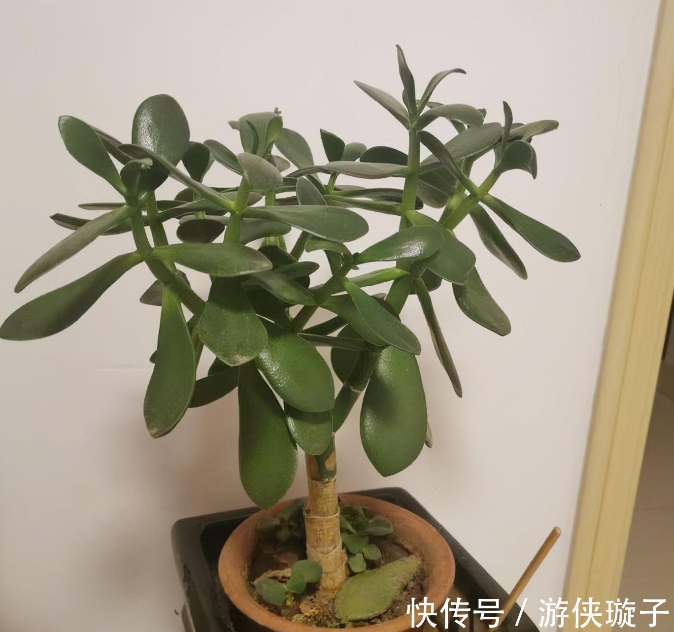 冬天养玉树,干养多晒更健壮,养成大腿粗的老桩,开满吉祥花