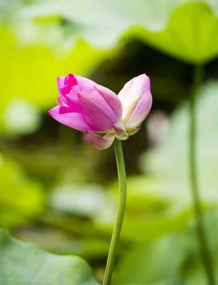 见者|见者好运＂莲莲＂哦~大明湖罕见并蒂莲雨中绽放，能保持4到5天