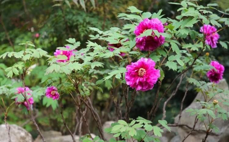 牡丹花|3款值得盆栽的“长期花”,年年开花200多天,花朵个大色泽艳丽