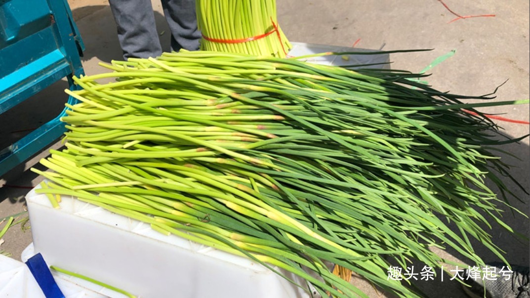 炒蒜苔时，有人过油有人过水，都不对，教你正确做法，鲜嫩又入味