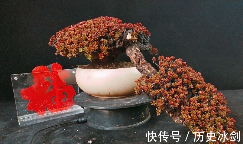 盆景|花艺市场盆景欣赏，横生直展，临水而生，大自然就是最好的老师