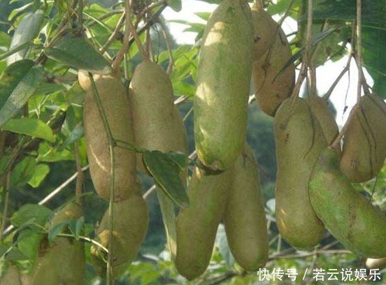 深山里这种果实长得丑却浑身是宝，补肾又美容，男女都爱吃
