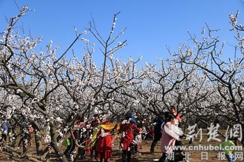 春季赏花正当时 襄城尹集?肖冲杏花文化旅游节开幕