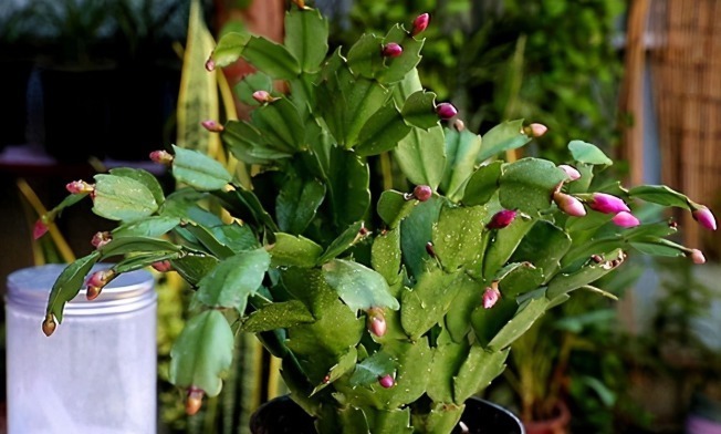 花苞|蟹爪兰迎来花期,养护避免“4个动作”,花苞一个不落,越开越美