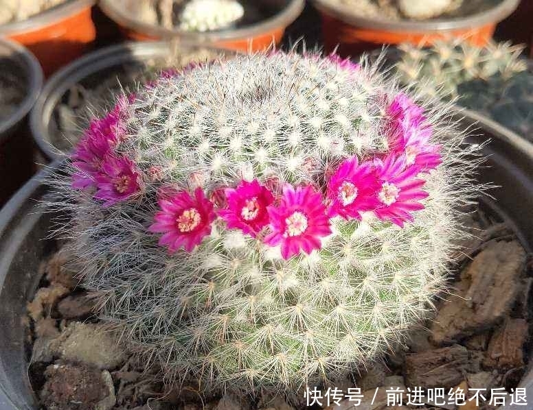 卧室养花有四禁忌,虽然看着漂亮,但是对身体不好