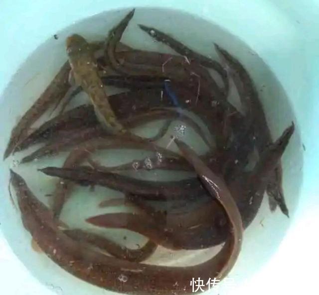 渔翁|潮州东溪河“巨型刺鳅王”被钓起，钓鱼反馈：太大了，不敢吃