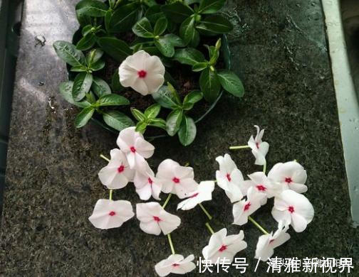 松松盆土|扦插长春花,有1个“技巧”,1棵养出30棵,棵棵开爆盆,好美!