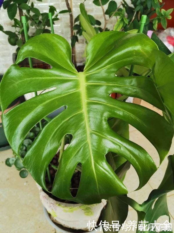 植物|客厅光照差,就养耐阴花卉,颜值高还好养