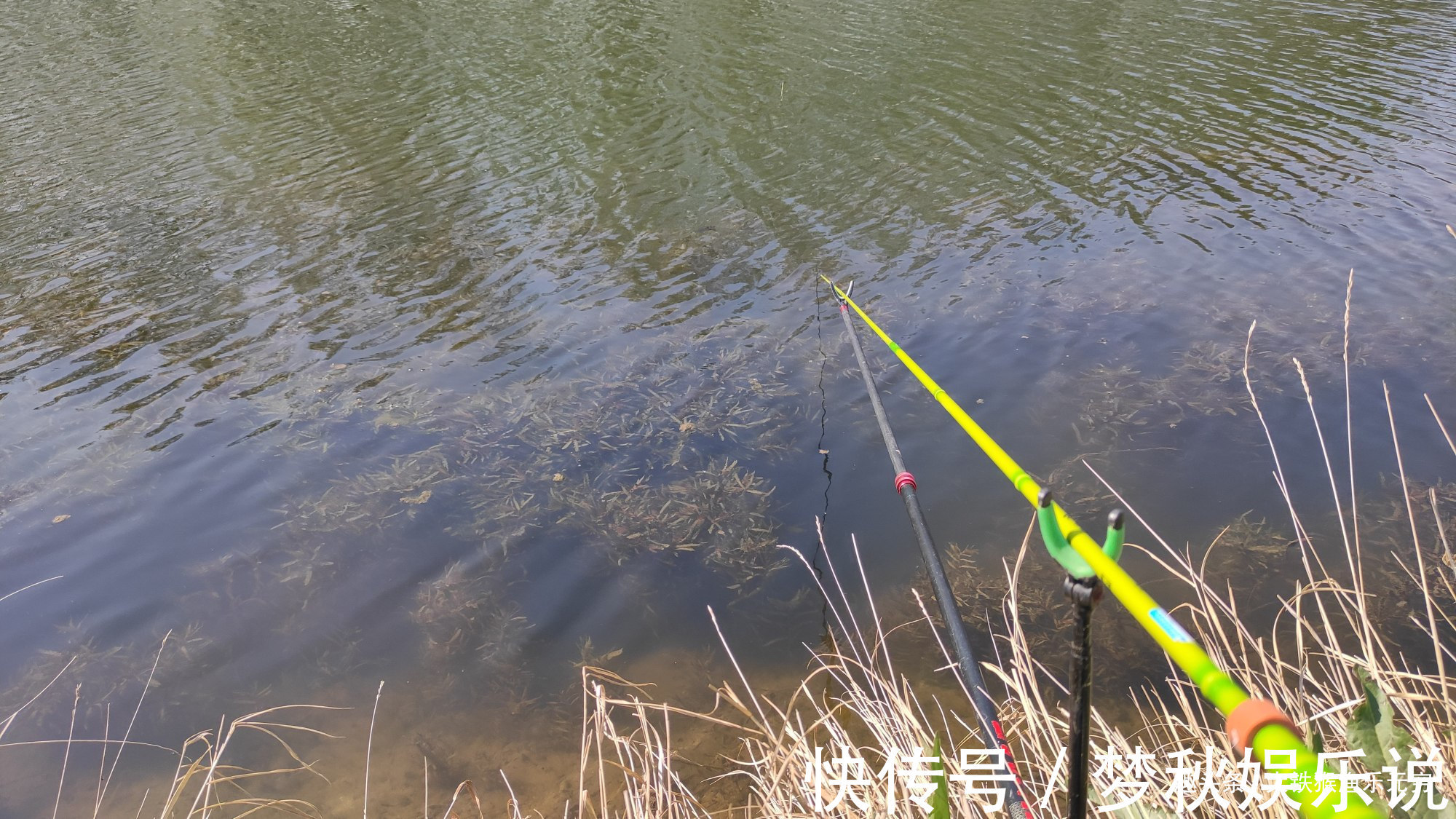 攻略|野钓大鲤鱼全攻略，学会此钓法后，大鲤鱼排队咬钩