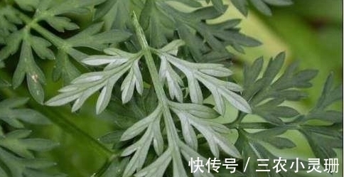 农村|农村一种野菜只能当月吃，下个月药效就没了，城里一斤20块